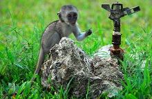Baby monkey and water sprinkler