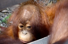 Baby orangutan