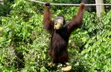 Adult male greedy orangutan