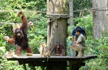 Feeding platform at Sepilok