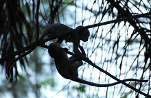 Pair of baby monkeys in a tree