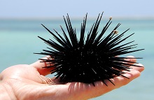 Sea Urchin in Mombasa